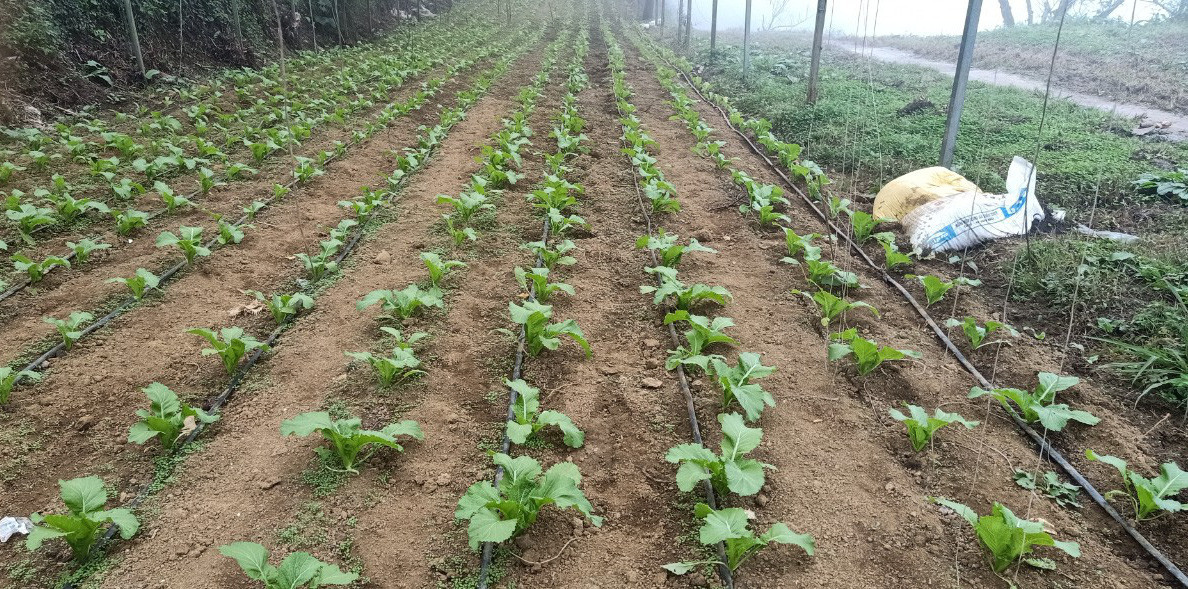 Su that sau cay mam da xanh muot, ba noi tro nao cung phai 