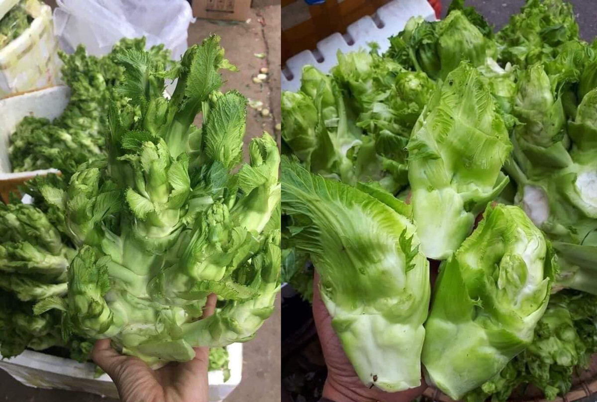 Su that sau cay mam da xanh muot, ba noi tro nao cung phai 