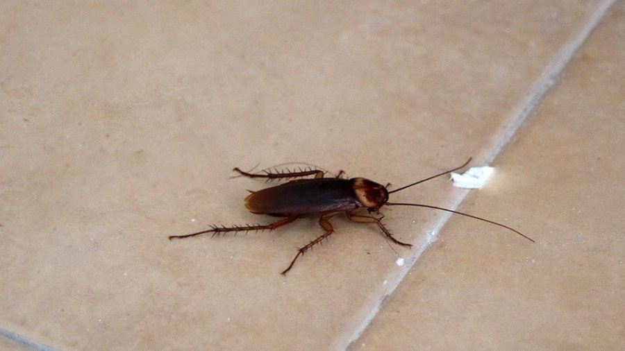 Tác hại kinh hoàng mà chẳng ai ngờ khi dùng giày dép đập gián Tac hai kinh hoang ma chang ai ngo khi dung giay dep dap gian