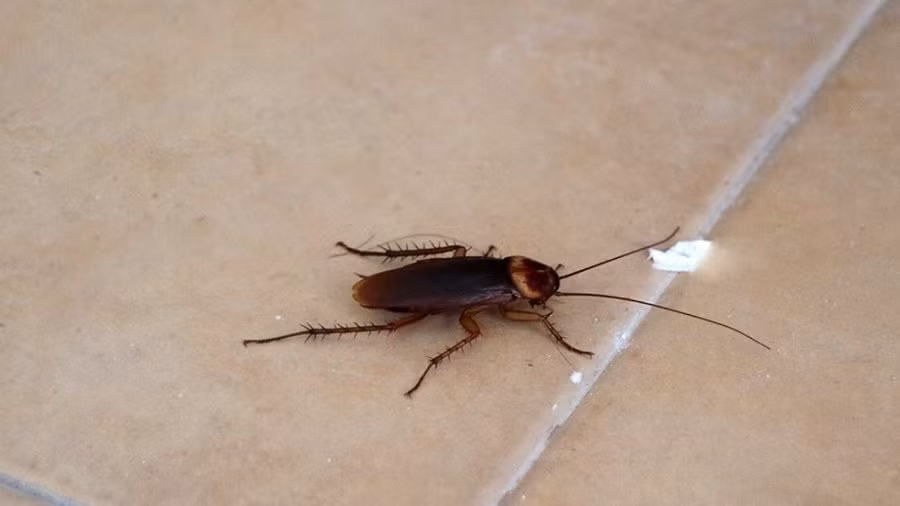 Tac hai kinh hoang ma chang ai ngo khi dung giay dep dap gian