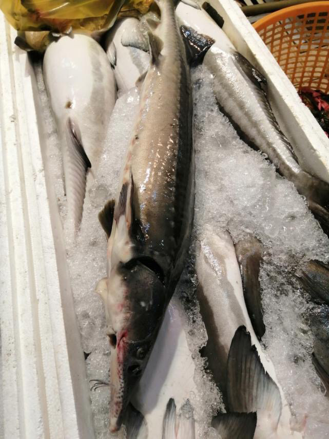 Nhiều loại cá tầm Trung Quốc bán trên thị trường ngoài danh mục được cấp phép? - Hình 3 Nhieu loai ca tam Trung Quoc ban tren thi truong ngoai danh muc duoc cap phep?-Hinh-3