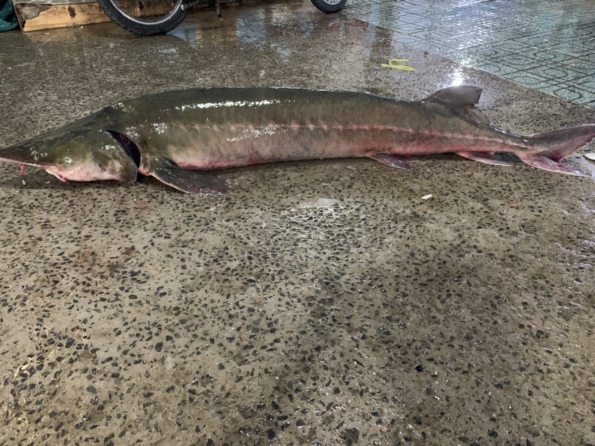 Nhiều loại cá tầm Trung Quốc bán trên thị trường ngoài danh mục được cấp phép? - Hình 4 Nhieu loai ca tam Trung Quoc ban tren thi truong ngoai danh muc duoc cap phep?-Hinh-4