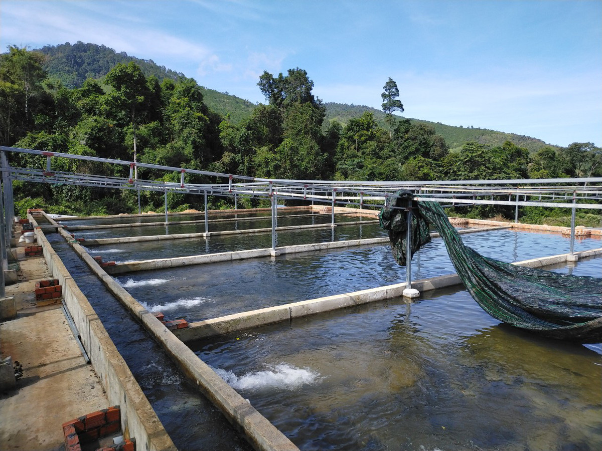 Nhiều loại cá tầm Trung Quốc bán trên thị trường ngoài danh mục được cấp phép? - Hình 2 Nhieu loai ca tam Trung Quoc ban tren thi truong ngoai danh muc duoc cap phep?-Hinh-2