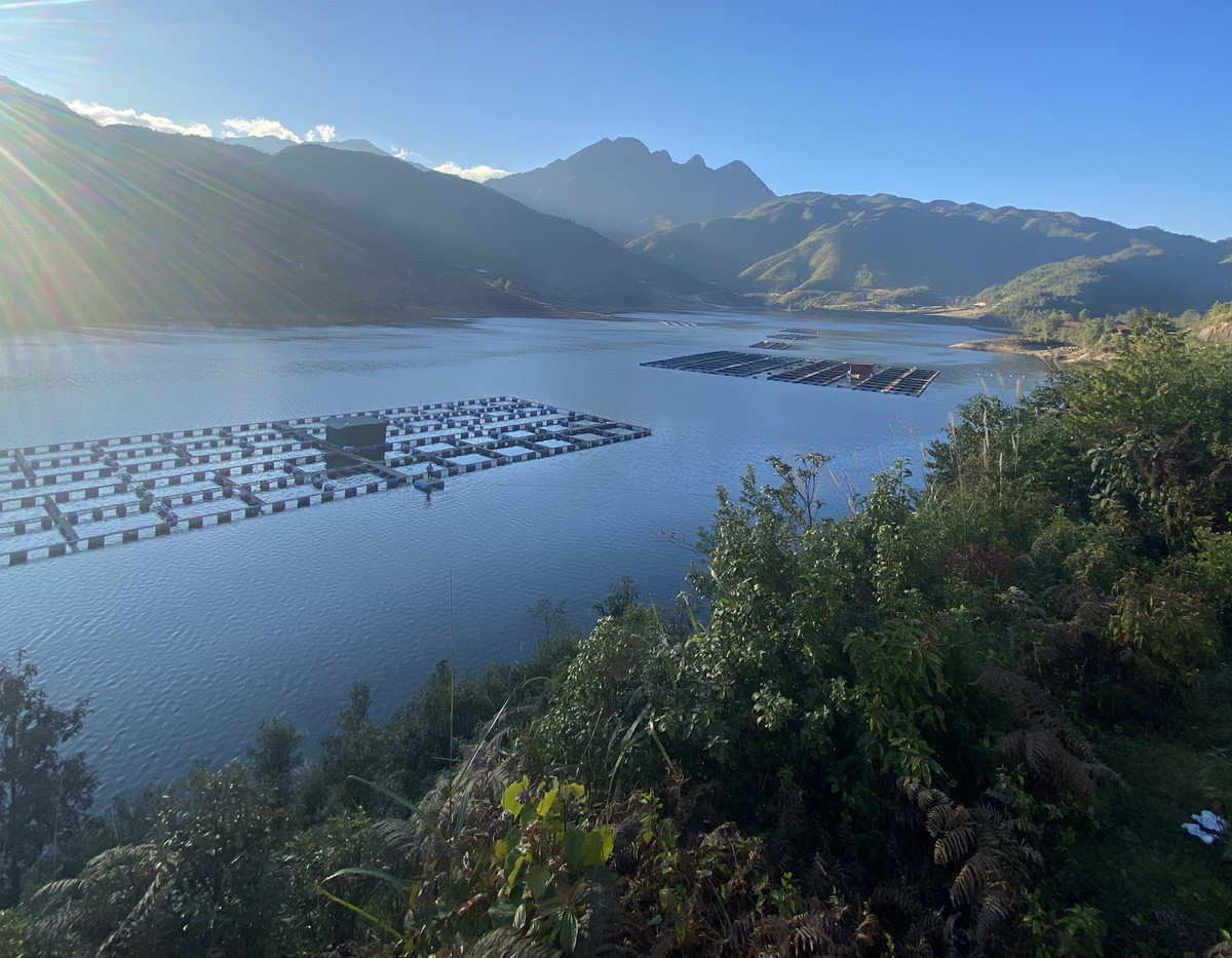 Nhiều loại cá tầm Trung Quốc bán trên thị trường ngoài danh mục được cấp phép? Nhieu loai ca tam Trung Quoc ban tren thi truong ngoai danh muc duoc cap phep?