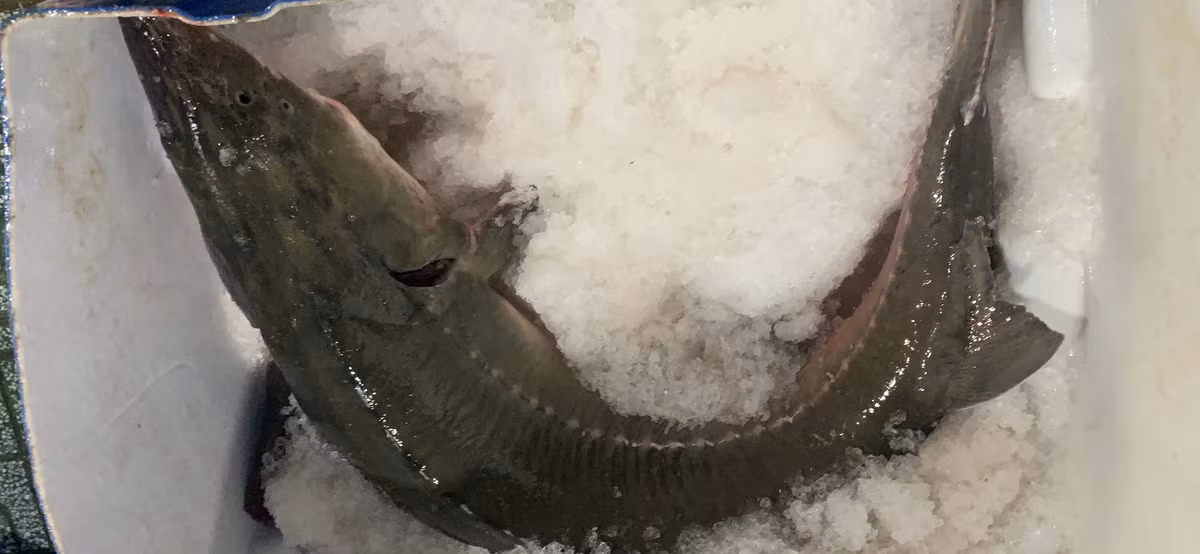 Nhieu loai ca tam Trung Quoc ban tren thi truong ngoai danh muc duoc cap phep?-Hinh-5