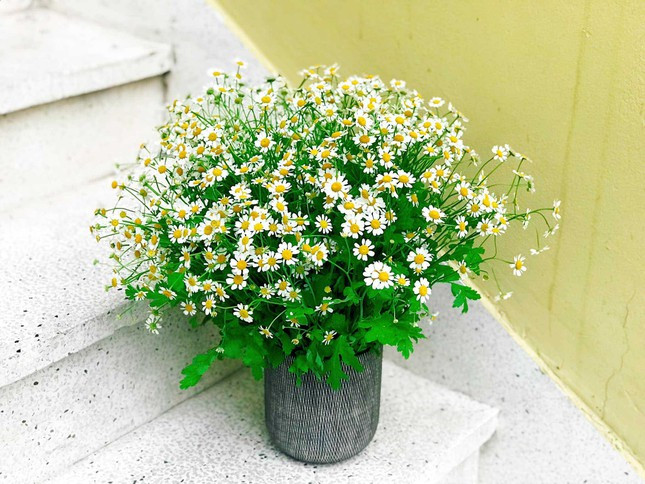 TP.HCM keo dai gian cach, netizen nghiem tuc o nha : Hoc nau an, song cham