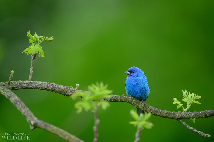 Phụ nữ sinh tháng Âm lịch này xinh đẹp, quyến rũ, đào hoa rực rỡ - Hình 2 Phu nu sinh thang Am lich nay xinh dep, quyen ru, dao hoa ruc ro-Hinh-2