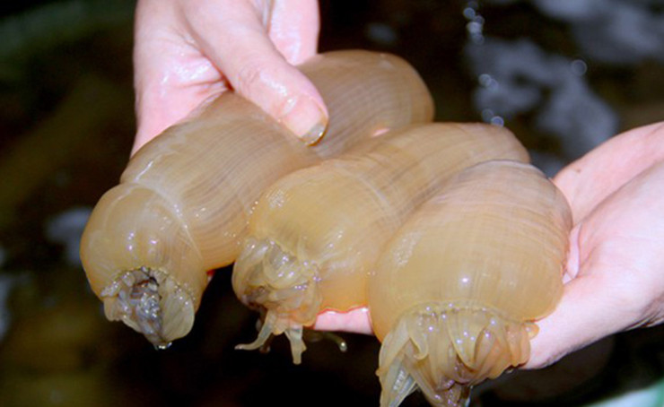 Loài này thường xuất hiện theo mùa ở các bãi biển tại các tỉnh miền Trung, trong đó Nghệ An, Thanh Hóa là nhiều nhất và mang lại nguồn thu nhập cao cho người dân nơi đây