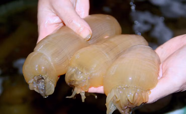 Loài này thường xuất hiện theo mùa ở các bãi biển tại các tỉnh miền Trung, trong đó Nghệ An, Thanh Hóa là nhiều nhất và mang lại nguồn thu nhập cao cho người dân nơi đây