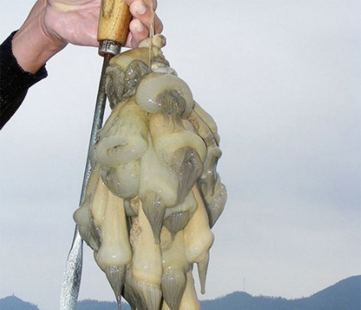 Rum biển sau khi mang về được sơ chế hết sức cẩn thận. Người ta đem rum ngâm nước ngọt khoảng 30 phút để xả mặn, sau đó dùng dấm chua hoặc chanh trộn thêm ít muối cho vào bóp đều, dùng dao cạo sạch nhớt và loại bỏ nội tạng, cát biển còn dính. Sau đó, đầu bếp phải khéo léo mổ rum để cắt bỏ những hạt trắng nhỏ trong khoang bụng, cuối cùng rửa thêm 1 lần nữa bằng nước gừng sả.