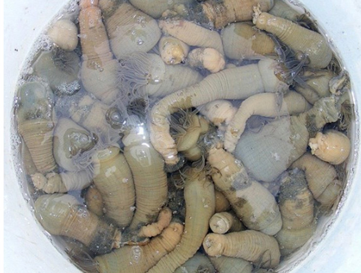 Nghề bắt rum cho thu nhập cao nhưng cũng vô cùng nguy hiểm. Nếu lặn ở vùng biển sâu, thợ lặn phải canh thời gian để ngoi lên kịp thời. Còn với những người bắt rum gần bờ, nếu không may gặp dòng chảy xa bờ cũng rất dễ bị sóng cuốn chìm.