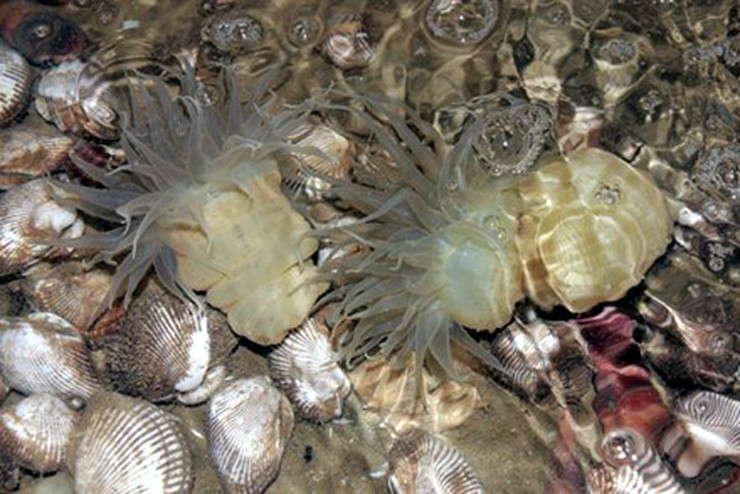 Ngoài là đặc sản chế biến món ăn ngon, theo kinh nghiệm dân gian, dù là rum biển phơi khô, tán bột hay ăn tươi đều là vị thuốc có tác dụng trị các bệnh về suy giảm khả năng sinh dục, tăng bản lĩnh đàn ông.