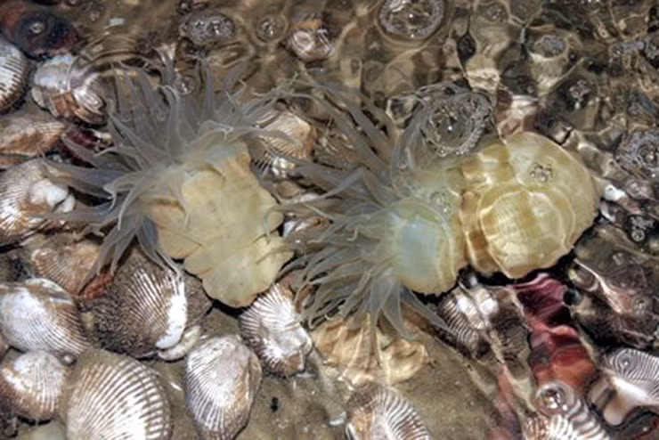 Ngoài là đặc sản chế biến món ăn ngon, theo kinh nghiệm dân gian, dù là rum biển phơi khô, tán bột hay ăn tươi đều là vị thuốc có tác dụng trị các bệnh về suy giảm khả năng sinh dục, tăng bản lĩnh đàn ông.