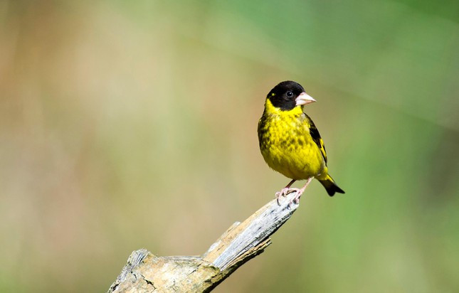 “Chôn chân” ở nơi ngắm chim lý tưởng nhất Việt Nam ảnh 3