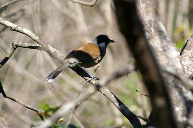 “Chôn chân” ở nơi ngắm chim lý tưởng nhất Việt Nam ảnh 7