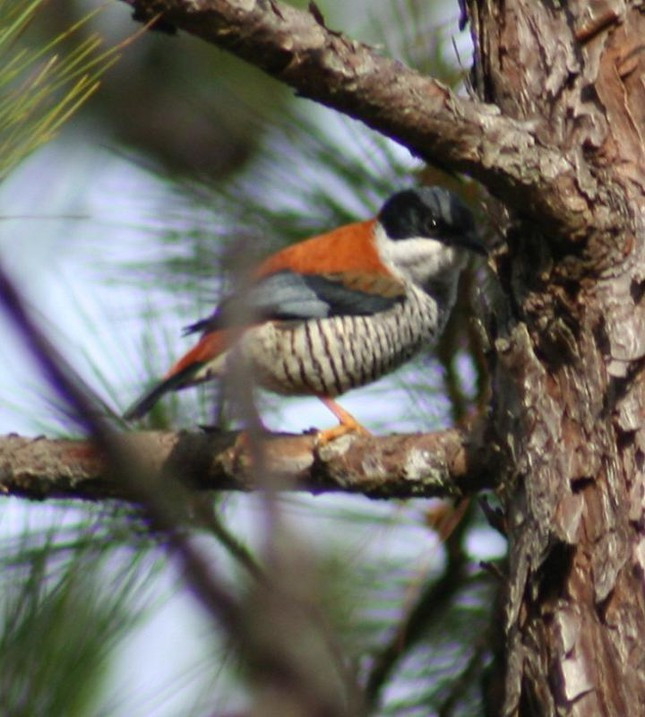 “Chôn chân” ở nơi ngắm chim lý tưởng nhất Việt Nam ảnh 6