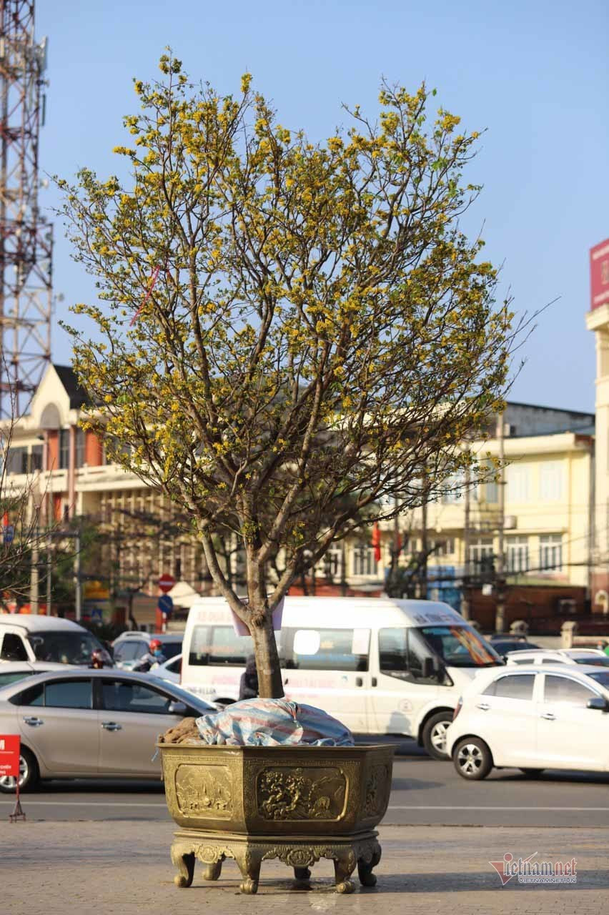 Nua the ky cham goc mai vang, dang co quai ho gia 200 trieu-Hinh-8