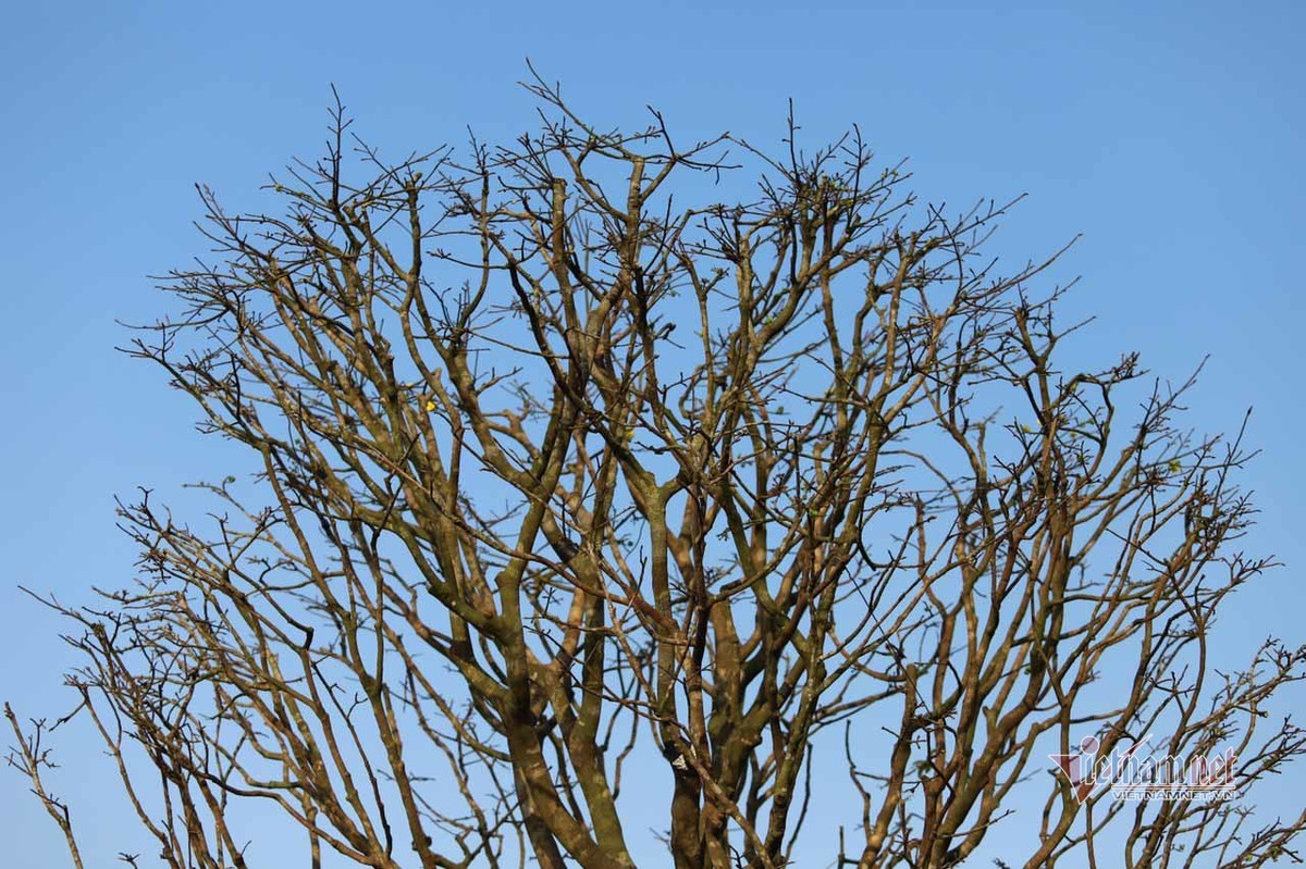 Nua the ky cham goc mai vang, dang co quai ho gia 200 trieu-Hinh-11