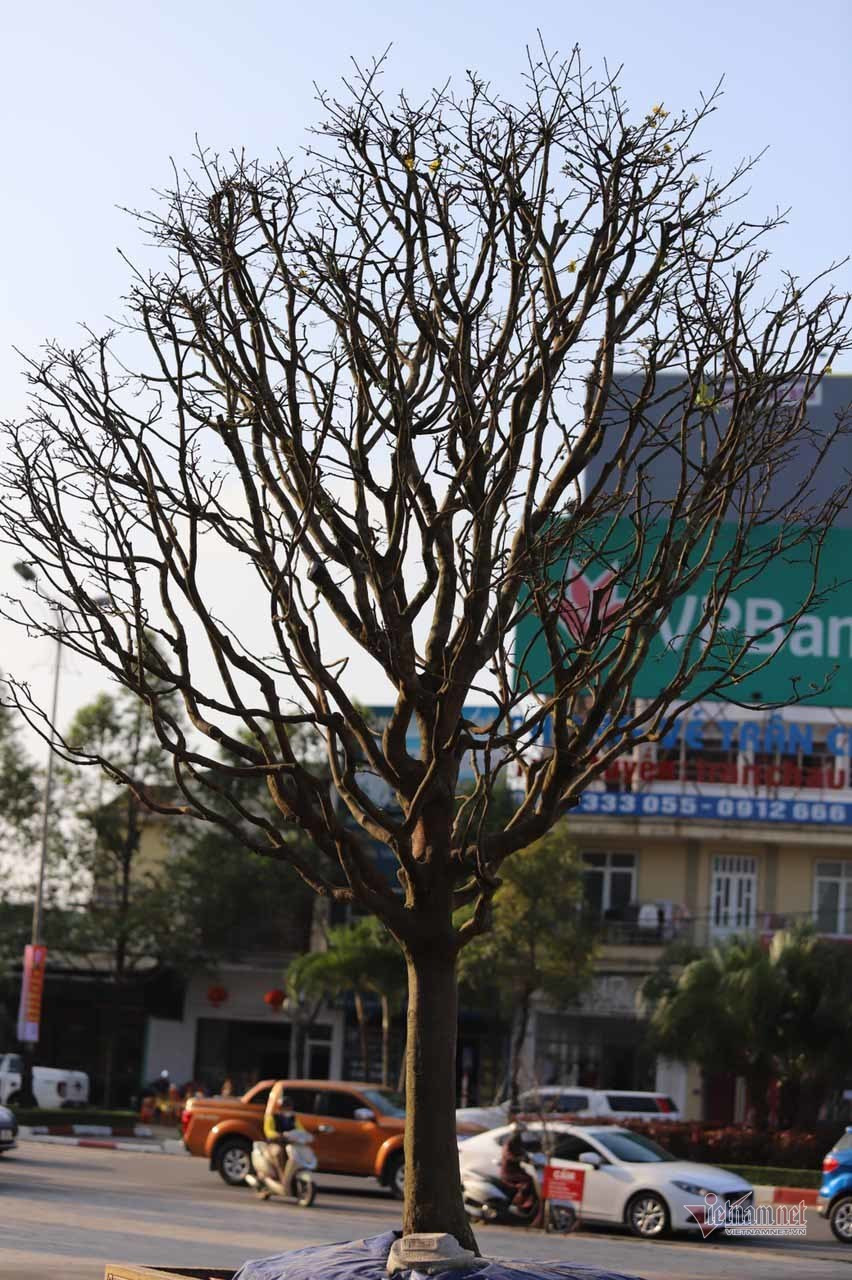 Nua the ky cham goc mai vang, dang co quai ho gia 200 trieu-Hinh-7