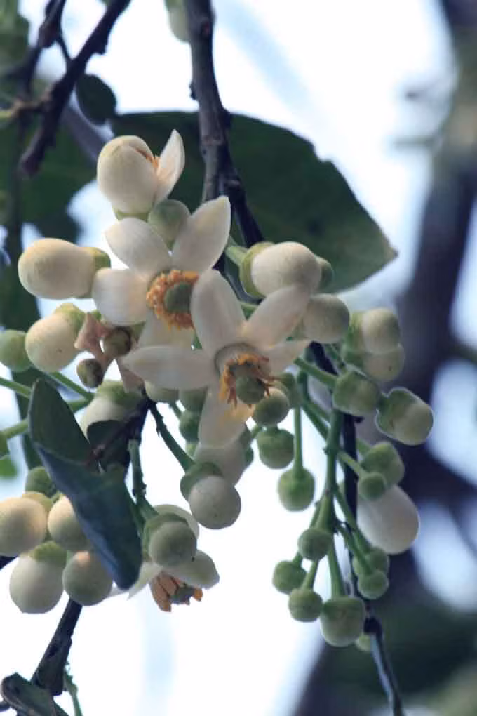 Dù chỉ là thành phần phụ trong nguyên liệu chế biến bánh trôi, bánh chay, nhưng nếu thiếu đi mùi hương của hoa bưởi, bánh sẽ không còn mang vị của tiết trời tháng 3, người thưởng thức sẽ không cảm nhận được đúng vị của món bánh trong ngày Tết này. Thế mới thấy được hết cái tinh tế, cái hồn trong nét ẩm thực người Tràng An.