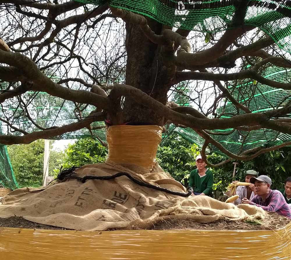 Dai gia Can Tho bo 3,8 ty dong thua cay mai dai thu ve ngam-Hinh-5