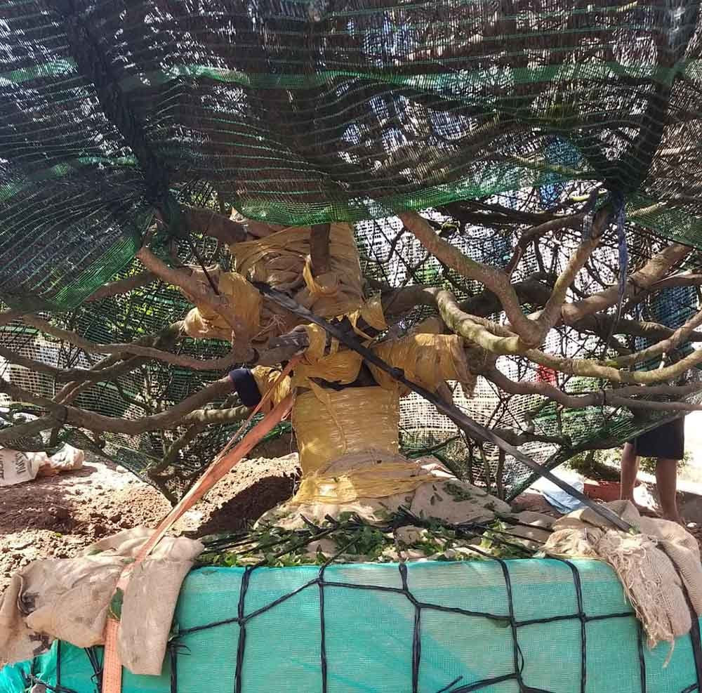 Dai gia Can Tho bo 3,8 ty dong thua cay mai dai thu ve ngam-Hinh-3