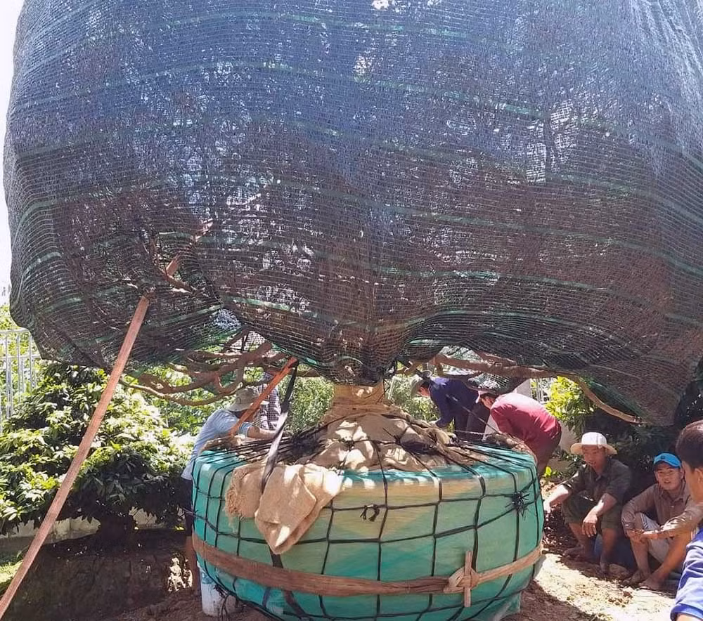 Dai gia Can Tho bo 3,8 ty dong thua cay mai dai thu ve ngam-Hinh-4