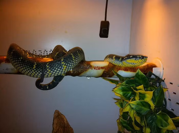 Đó là đền Penang, còn gọi là Đền Rắn, thuộc tỉnh Sungai Kluang trên đảo Penang.