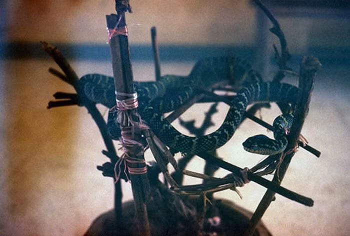 Theo các nhà nghiên cứu, sở dĩ loài rắn tìm đến ngôi đền này trú ngụ nhiều, bởi trong đền lúc nào cũng có sẵn thức ăn của những người dâng cúng.