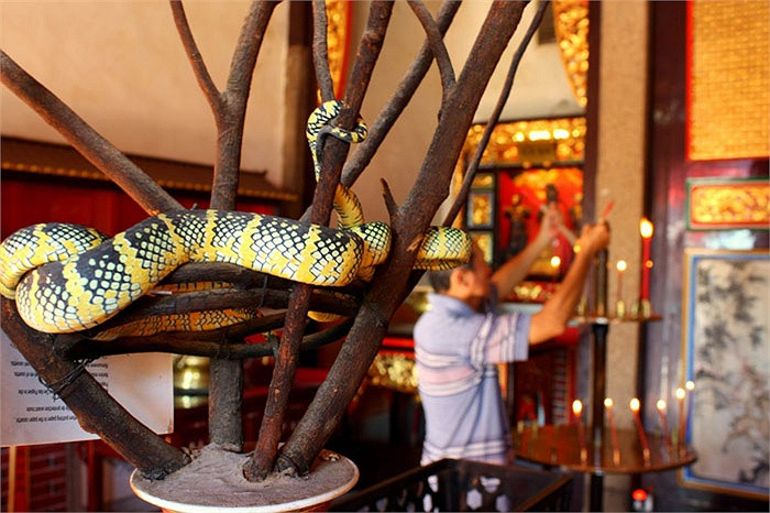 Khi màn đêm buông xuống, là lúc bọn rắn tìm đồ ăn. Chúng bò lổm ngổm khắp đền kiếm ăn. Đồ ăn là những thứ người dân dâng cúng.