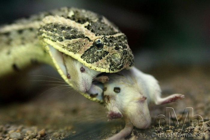 Truyền thuyết kể rằng, Chor Soo Kong là một thầy tăng kiêm thầy thuốc. Ông là người đã cứu những con rắn bị kẹt trong một khu rừng đang bốc hỏa. Ông đã chữa trị cho rắn, rồi thả chúng về thế giới tự do. Các nhà khoa học đã nghiên cứu và khẳng định tất cả những con rắn tìm đến đền đều là loài cực độc. Chỉ một cú đớp của con rắn lục Viper, có thể đoạn mạng người trong phút chốc.