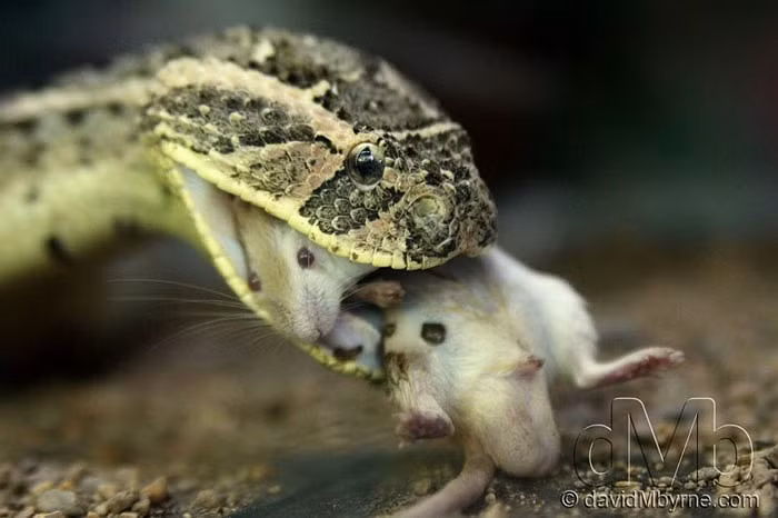 Truyền thuyết kể rằng, Chor Soo Kong là một thầy tăng kiêm thầy thuốc. Ông là người đã cứu những con rắn bị kẹt trong một khu rừng đang bốc hỏa. Ông đã chữa trị cho rắn, rồi thả chúng về thế giới tự do. Các nhà khoa học đã nghiên cứu và khẳng định tất cả những con rắn tìm đến đền đều là loài cực độc. Chỉ một cú đớp của con rắn lục Viper, có thể đoạn mạng người trong phút chốc.