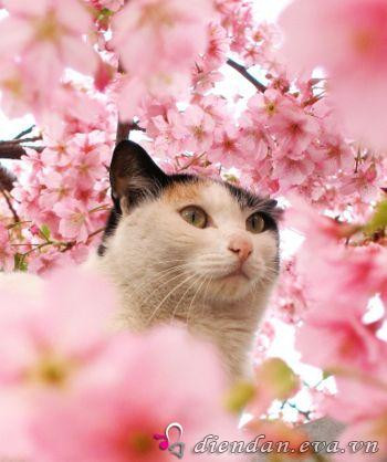 Quý Mão việc làm tới tấp, tuy mệt mỏi nhiều, nhưng tiền bạc thu vào tương đối khá. Cần giữ gìn sức khỏe của bản thân mới được. Gia đạo vui vẻ đầm ấm. Tân Mão có tin vui về nghề nghiệp về tình duyên của con cháu khiến gia đạo đầy hỷ khí. Công việc làm ăn đã có những biến chuyển tốt. Tính toán chuyện làm ăn mới được rồi đó.