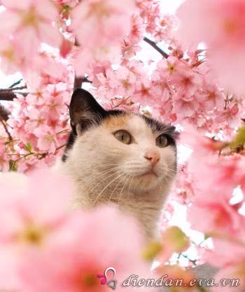 Quý Mão việc làm tới tấp, tuy mệt mỏi nhiều, nhưng tiền bạc thu vào tương đối khá. Cần giữ gìn sức khỏe của bản thân mới được. Gia đạo vui vẻ đầm ấm. Tân Mão có tin vui về nghề nghiệp về tình duyên của con cháu khiến gia đạo đầy hỷ khí. Công việc làm ăn đã có những biến chuyển tốt. Tính toán chuyện làm ăn mới được rồi đó.