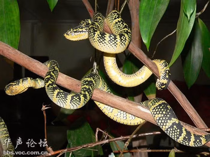 Ngoài ra, ngôi đền còn có tên là Đền Mây Xanh, hay Đền Mây Trong, biểu tượng cho bầu trời trong xanh của đảo Penang.