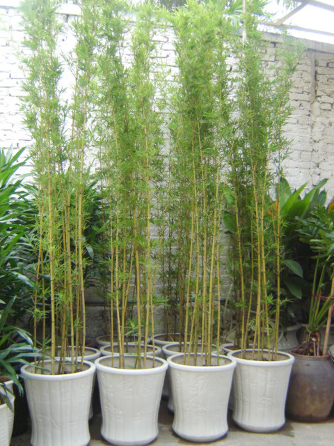 Cây trúc: Trúc hay cương trúc là một chi thuộc họ nhà tre. Các loài này là thực vật bản địa Châu Á, tập trung nhiều ở Trung Quốc, Nhật Bản nhưng hiện tại đã được trồng làm cảnh rộng rãi ở cả vùng ôn đới hoặc cận nhiệt đới. Trúc thường có thân nhỏ hơn tre, mọc thành các bụi rậm, cao nhất có thể tới 8m, lá cũng nhỏ và thưa hơn tre. Do cây có dáng đẹp, nhỏ nên được dùng làm cây cảnh phổ biến hơn tre. Cây trúc ngụ ý trời đất thường xuân, trời đất dài rộng. “Trúc” gần âm với “chúc” có ý chỉ chúc phúc tốt đẹp. Theo phong thủy Trung Quốc thường cho rằng, trước và sau nhà có trúc là đem lại tốt lành cho cả gia đình. Loại cây này tượng trưng cho sự mảnh mai thanh nhã, rất thích hợp với kiểu không gian và phong cách thiết kế khác nhau.