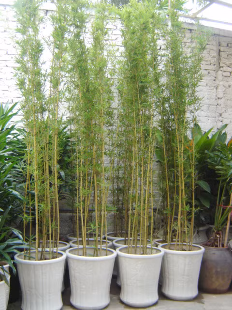 Cây trúc: Trúc hay cương trúc là một chi thuộc họ nhà tre. Các loài này là thực vật bản địa Châu Á, tập trung nhiều ở Trung Quốc, Nhật Bản nhưng hiện tại đã được trồng làm cảnh rộng rãi ở cả vùng ôn đới hoặc cận nhiệt đới. Trúc thường có thân nhỏ hơn tre, mọc thành các bụi rậm, cao nhất có thể tới 8m, lá cũng nhỏ và thưa hơn tre. Do cây có dáng đẹp, nhỏ nên được dùng làm cây cảnh phổ biến hơn tre. Cây trúc ngụ ý trời đất thường xuân, trời đất dài rộng. “Trúc” gần âm với “chúc” có ý chỉ chúc phúc tốt đẹp. Theo phong thủy Trung Quốc thường cho rằng, trước và sau nhà có trúc là đem lại tốt lành cho cả gia đình. Loại cây này tượng trưng cho sự mảnh mai thanh nhã, rất thích hợp với kiểu không gian và phong cách thiết kế khác nhau.