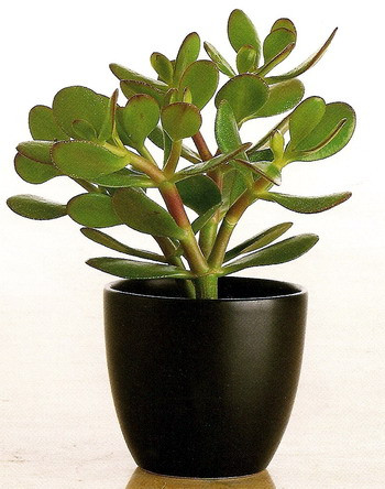 Cây ngọc bích: Ngọc bích có nguồn gốc từ châu Á. Dựa vào ứng dụng phong thủy của Trung Quốc cổ đại, cây ngọc bích được đặt đúng vị trí mang lại sức khỏe và sự may mắn. Với đặc tính rất dễ nhân giống, chỉ cần lấy một chiếc lá đặt xuống đất ẩm nó sẽ nảy mầm mọc thành cây mới, ngọc bích còn là biểu tượng của sự chia sẻ và tình bạn. Ngoài ra, cây ngọc bích còn được gọi là cây thường xanh. Ở rất nhiều nước, cây thường xanh biểu tượng cho tuổi trẻ vĩnh hằng. Đây là loài cây không ưa nước, do đó hãy để chúng trong nhà thoáng mát, đủ ánh sáng và nơi có nhiệt độ ban đêm thấp.