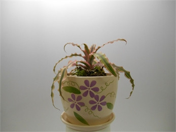 Cây lê phụng cơ: Lê phụng cơ còn có tên là lê tiểu phụng, thuộc họ dứa, có nguồn gốc từ vùng rừng nhiệt đới Nam Mỹ. Đây là loại cây ưa ẩm mát, có khả năng chịu bóng. Tuy nhiên, nếu ở trong môi trường ít ánh sáng lâu ngày, màu lá sẽ thay đổi. Cây có vẻ ngoài đẹp mắt nhờ dáng lá và hoa. Những chiếc lá nhỏ, dài với mép dạng lượn sóng đầy quyến rũ. Mặt lá có đường vân dài thanh thoát chạy theo chiều dọc. Hoa có màu trắng hoặc xanh lá cây nhạt.