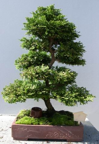 Cây bách: Cây bách có ý nghĩa chỉ những con người đức độ. Trong quan niệm dân gian, “bách” nghĩa lá 100, là con số cao nhất, nhiều và toàn vẹn, có ý chỉ đại cát. Theo phong thủy, cây bách còn là loại cây mang lại sự trường tồn, cuộc sống dài lâu. Vì vậy, loại cây này rất thích hợp để làm quà biếu tặng cho những người lớn tuổi.