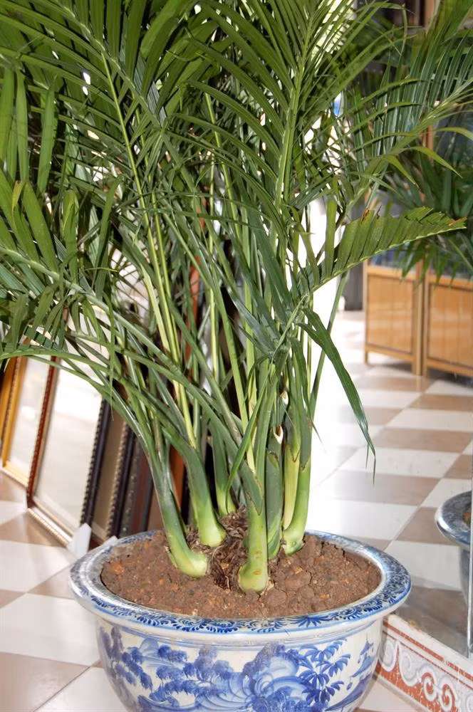 Cây trúc hạnh vận: Còn được gọi là trúc phú quý. Người ta thường trồng một bồn trúc hạnh vận và chăm sóc bằng nước sạch sẽ giúp cho cây ngày càng lớn, có tác dụng thúc đẩy vận mệnh rất tốt đối với những người thi đại học hay cao hơn nữa.