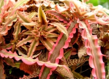 Điều đáng quý ở loài cây này là sức sống bền lâu, thời gian nở hoa dài và cách chăm sóc rất đơn giản. Đất trồng không cần màu mỡ, thậm chí, chỉ cần trồng trên trấu hun. Tuy nhiên, đất cần thoáng, ẩm, thoát nước tốt. Hệ rễ của cây không phát triển lắm nên cách bổ sung dinh dưỡng hiệu quả nhất cho cây là bón phân qua lá. Về mặt phong thủy, lê phụng cơ có công dụng khai vận rất tốt. Nó là món quà ý nghĩa trong dịp mừng lễ tết, mừng khai trương, thăng chức. Nếu trồng trong nhà, cây có tác dụng thúc đẩy không khí gia đình hòa thuận, tăng cường tình yêu đôi lứa... Cũng có thể trưng bày cây tại phòng họp, khách sạn, văn phòng, nhà hàng... để tăng cường tài lộc. Vị trí đẹp để đặt cây là hướng Đông và hướng Đông Bắc.