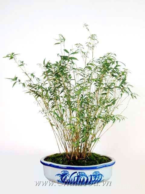 Trong phong thủy, cây tre cũng có nhiều những ứng dụng khác nhau. Nếu không có cây tre bạn cũng có thể dùng hai đoạn tre khác nhau, mỗi khúc khoảng vài đốt, kết hợp nó với những đồ vật trang trí phù hợp với ngũ hành để tạo ra những vật dụng đẹp mắt để trang trí trên lối ra vào. Điều này rất có lợi về mặt phong thủy, giúp việc buôn bán kinh doanh của cửa hàng thu được nhiều tài lộc. Cây tre cũng mang rất nhiều ý nghĩa biểu tượng. Cây tre là biểu tượng của tuổi thọ bởi nó luôn xanh tốt quanh năm trong bất kỳ thời tiết nào và vẫn có thể phát triển trong những điều kiện rất khó khăn. Bên cạnh việc trồng tre thì treo một bức tranh vẽ theo lối truyền thống hình dáng cây tre lá xanh tươi trong phòng học hay trong văn phòng làm việc có thể gặp nhiều may mắn trong việc học hành cũng như trong việc kinh doanh.