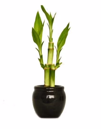 Ngoài ra còn một số loài cây khá được ưa chuộng bởi những tên gọi mang ý nghĩa may mắn, hướng đến nhiều mong ước của các gia chủ. Có thể kể đến cây cần thăng (mong muốn thăng quan tiến chức), cây trạng nguyên, đỗ quyên (học giỏi, đỗ đạt), cây đào, mai, hồng (duyên tình tươi thắm), hướng dương, cúc vàng (đón ngày mới ấm áp tự tin). Hoa sen thanh tịnh và nhất là sen Phật Bà tượng trưng cho lòng thành kính hướng thiện. Các loài hoa cắt cành, ngoài hoa hồng và phong lan thì cát tường mang ý nghĩa may mắn, êm xuôi mọi chuyện. Thiên điểu với ý nghĩa tượng trưng cho sự phóng khoáng, bay nhảy cũng là loài cây được ưa chuộng.