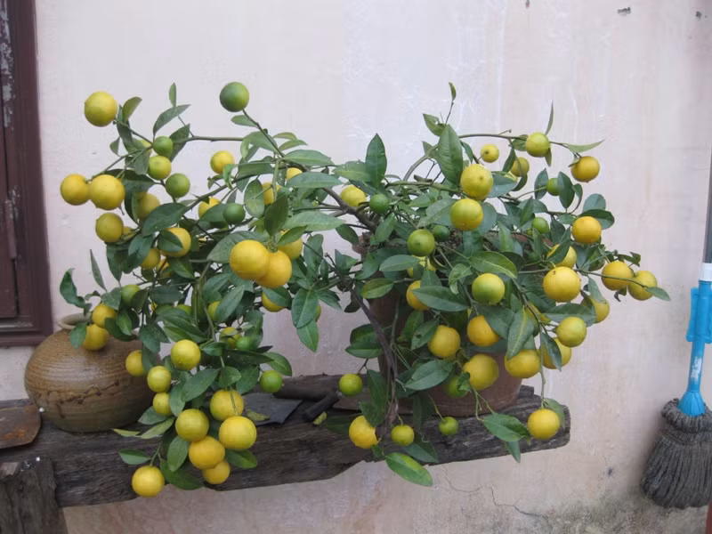 Cam hoặc chanh cảnh: Cây cam hay cây chanh cảnh có nhiều quả chín nặng trĩu tượng trưng cho sự thịnh vượng và tài lộc của gia đình. Những cây này thường trồng ở trước cổng nhà hoặc trước cổng công ty trong những ngày đầu năm tượng trưng cho sự phát triển tài lộc.