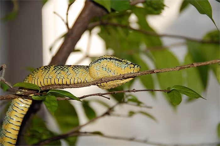 Ban ngày, cả trăm con rắn nằm im một chỗ, mở mắt quan sát những du khách vào đền. Chúng không nhúc nhích, không trườn đi nơi khác, dù có tìm cách đuổi chúng.