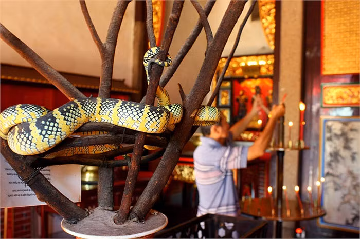 Khi màn đêm buông xuống, là lúc bọn rắn tìm đồ ăn. Chúng bò lổm ngổm khắp đền kiếm ăn. Đồ ăn là những thứ người dân dâng cúng.