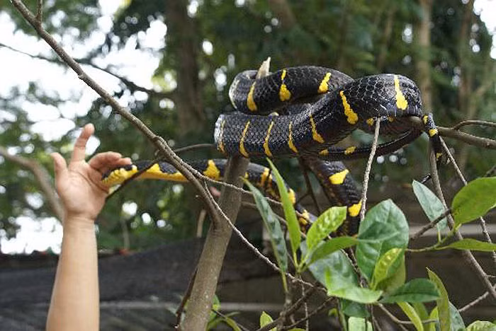 Tuy nhiên, có một điều lạ, là từ cả trăm năm nay, chưa ghi nhận trường hợp nào bị rắn độc cắn ở chùa Penang. Có người sợ hãi chết ngất khi bước chân vào chùa, nhìn tứ phía đều thấy rắn. Tuy nhiên, có người bạo dạn, động chạm vào rắn, cũng không bị rắn cắn.