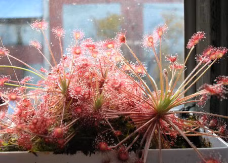 Một cây thuộc chủng họ huyết ngải huyền thoại.