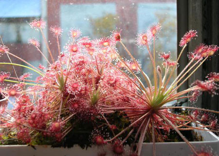 Một cây thuộc chủng họ huyết ngải huyền thoại.